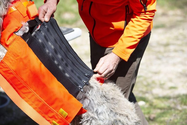 Gilet de chien de chasse sanglier
